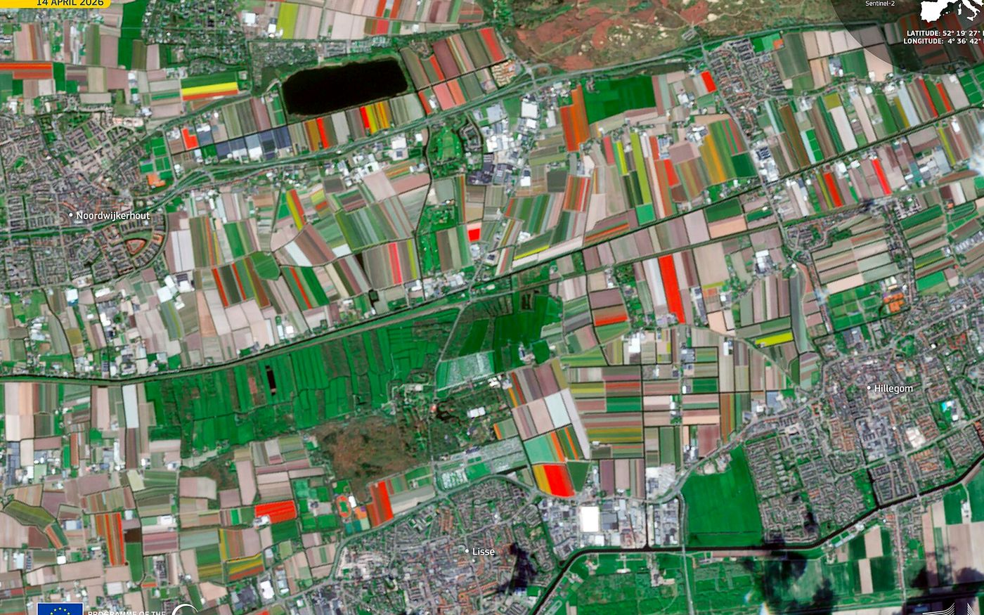 Tulip fields in South Holland from Sentinel-2